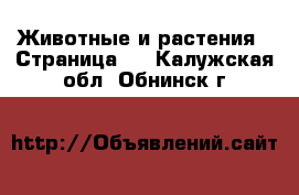  Животные и растения - Страница 2 . Калужская обл.,Обнинск г.